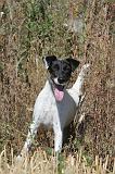 FOX TERRIER POIL LISSE 032